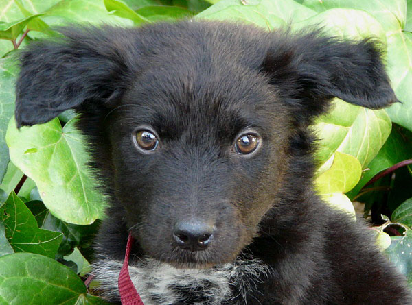 German Shepherd Labrador Border Collie Mix petfinder